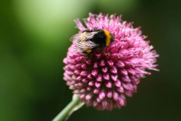 Rare plant fact files - Avon Gorge & Downs Wildlife Project