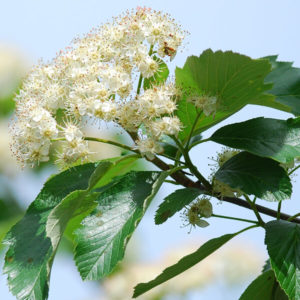 Bristol-whitebeam-Sorbus-bristoliensis