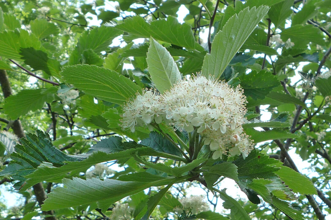 English whitebeam - Avon Gorge & Downs Wildlife Project