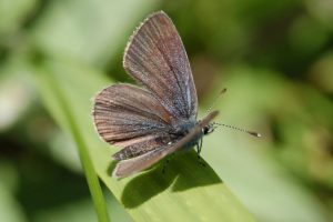 Small blue butterfly (C. Hugh Welford)