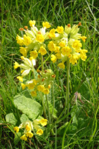 cowslips on the Downs