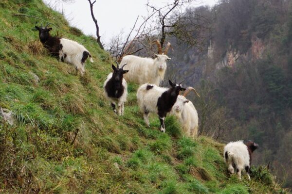 Bagot and Kashmir goats in the Gully (© Derek Caterall)