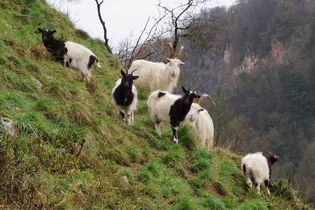 Bagot and Kashmir goats in the Gully (© Derek Caterall)