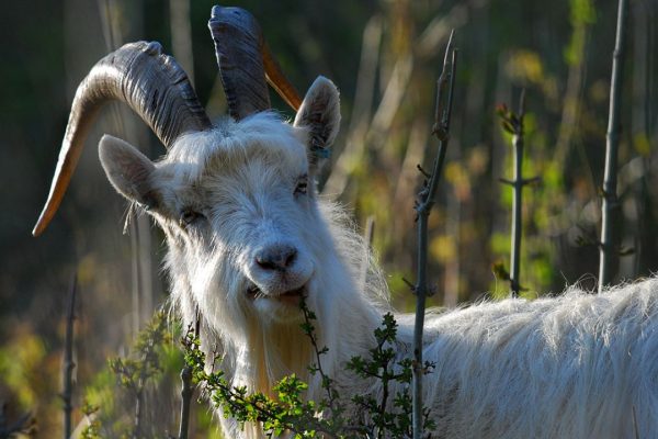 Picture of kashmir goat eating