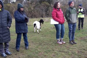 Enjoying being so close to the Bagot goats