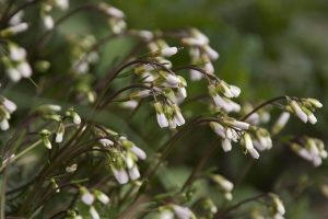 Close-up of Bristol rock cress