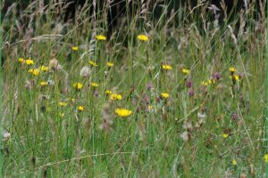 Meadow flowers and grasses on the Downs