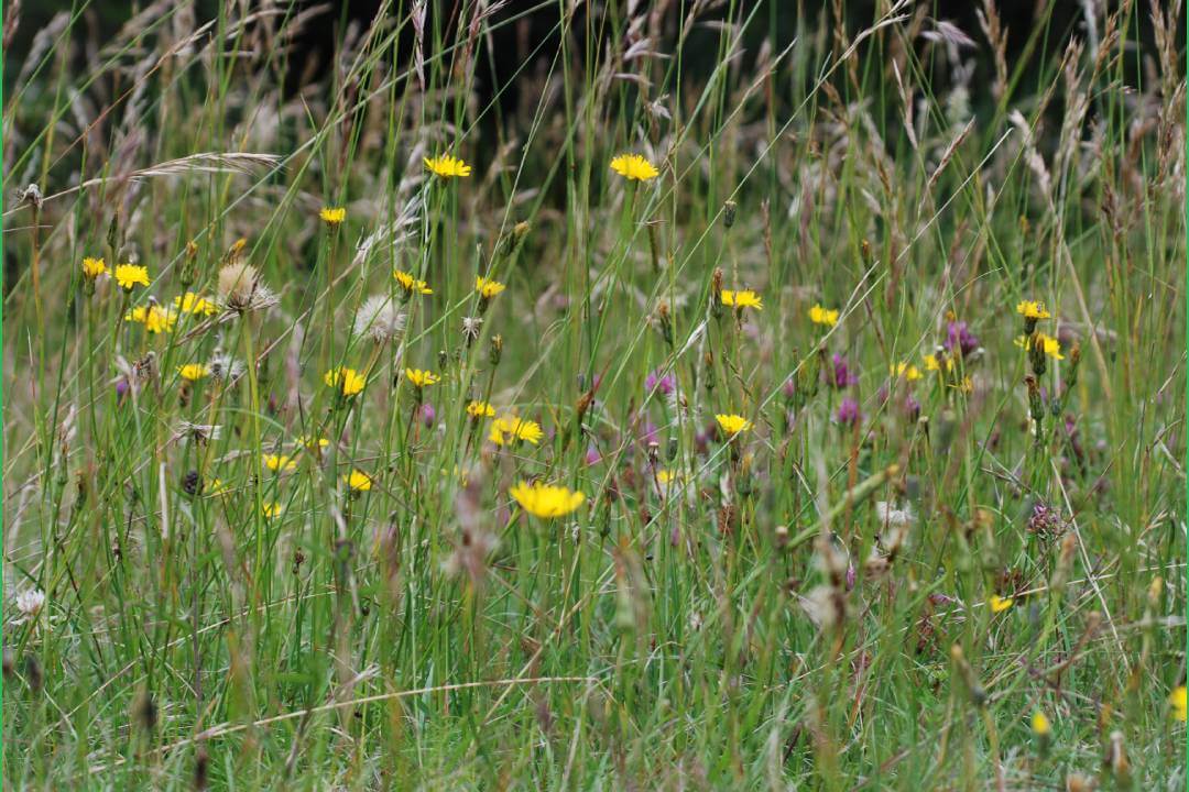 Meadow flowers and grasses on the Downs