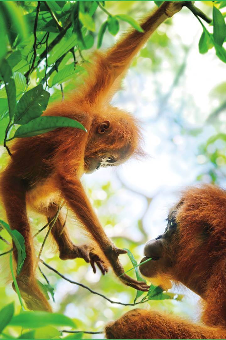 Baby orang-utan with mother