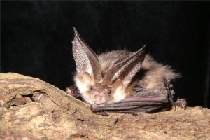 picture of a brown long eared bat
