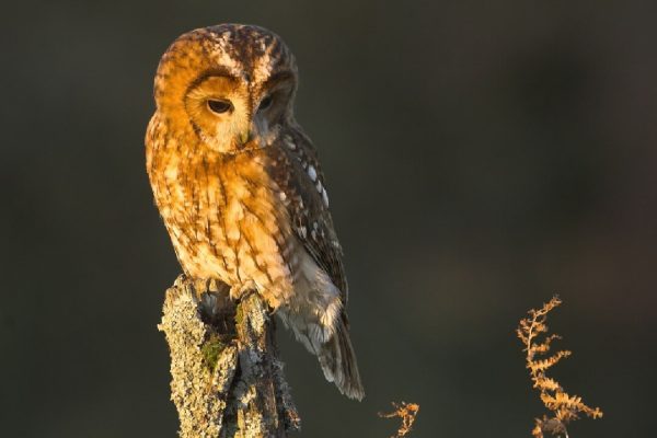 Tawny Owl on a Post - Owl Prowl