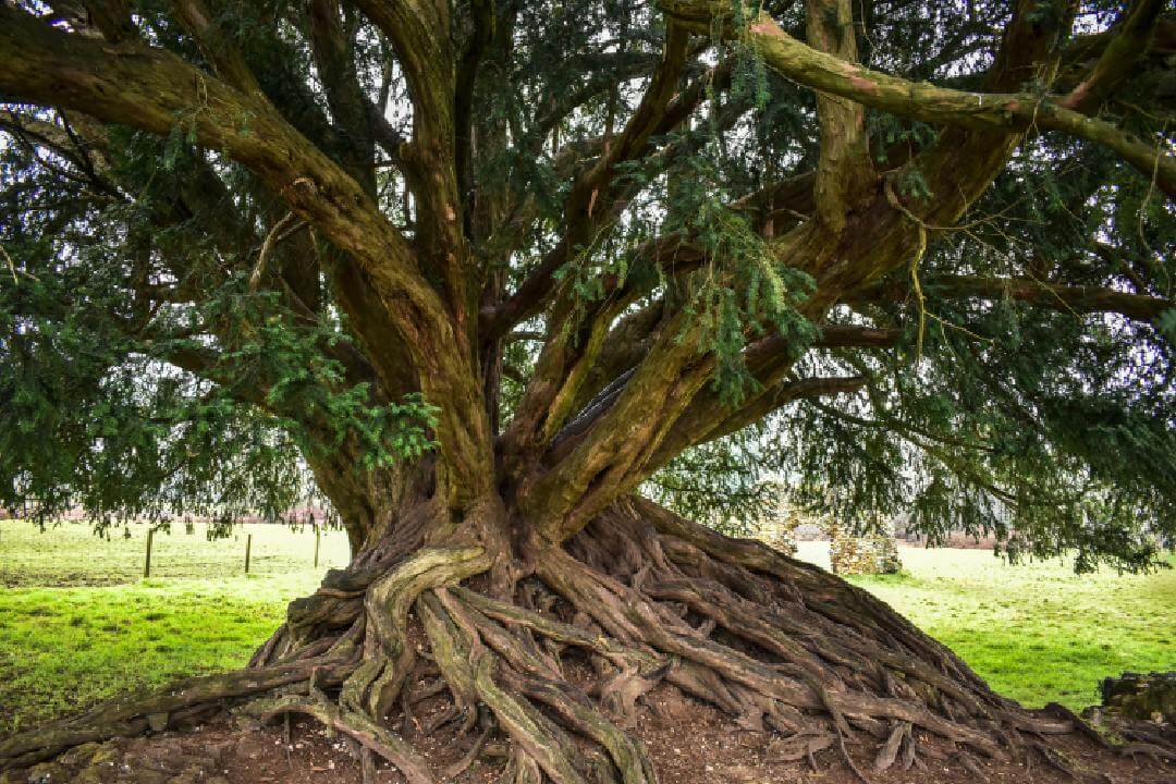 Stock image of a Yew Tree