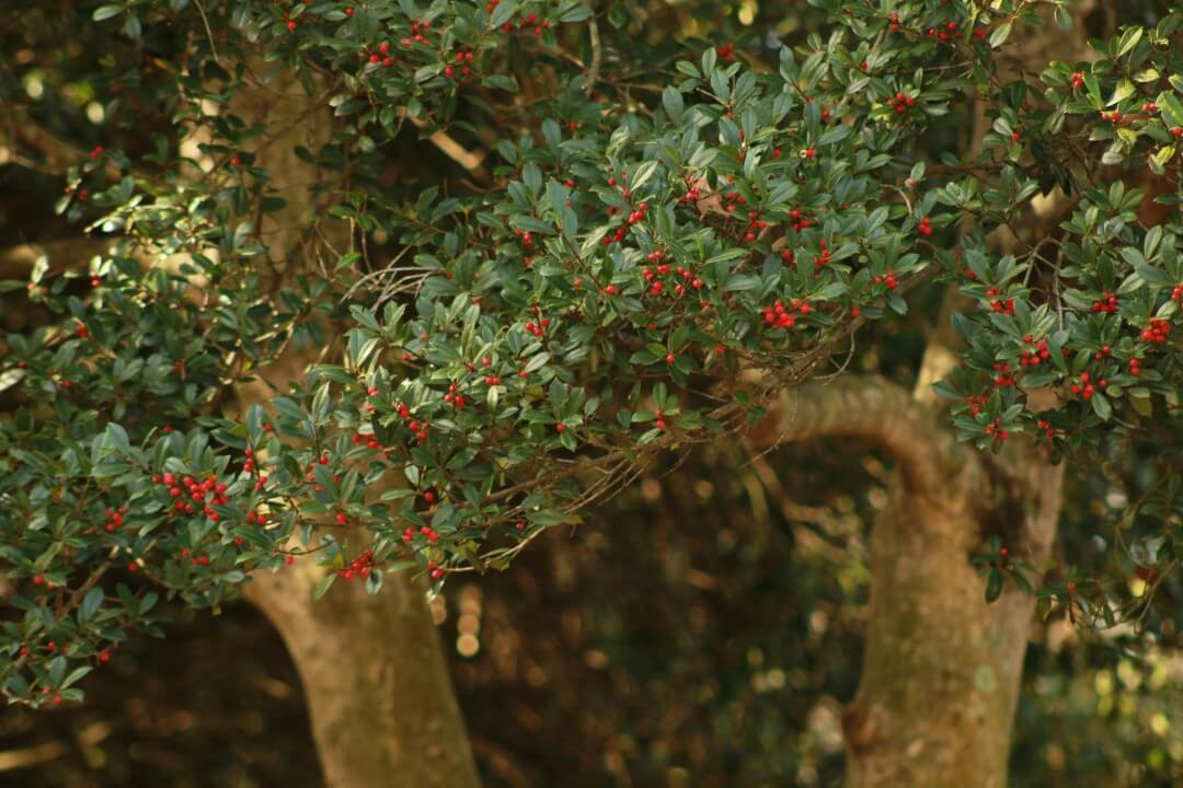 Stock Image of a Victorian Holly Tree