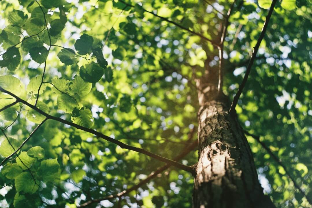 Stock image of the Ash Tree