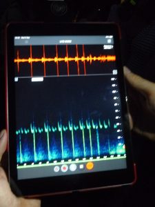 Bat echolocations visualised by a recorder
