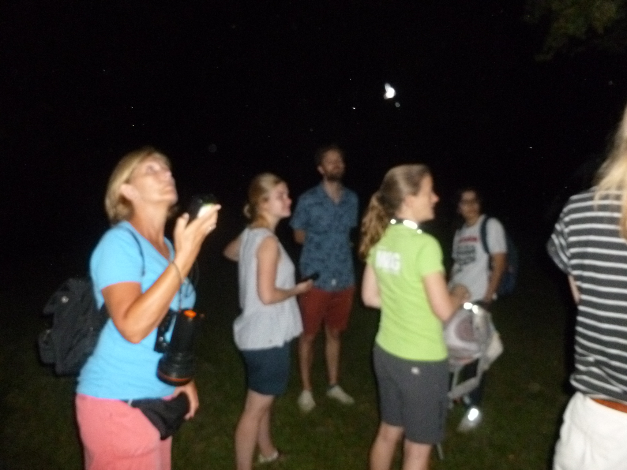 Participants looking up at bats in the night sky