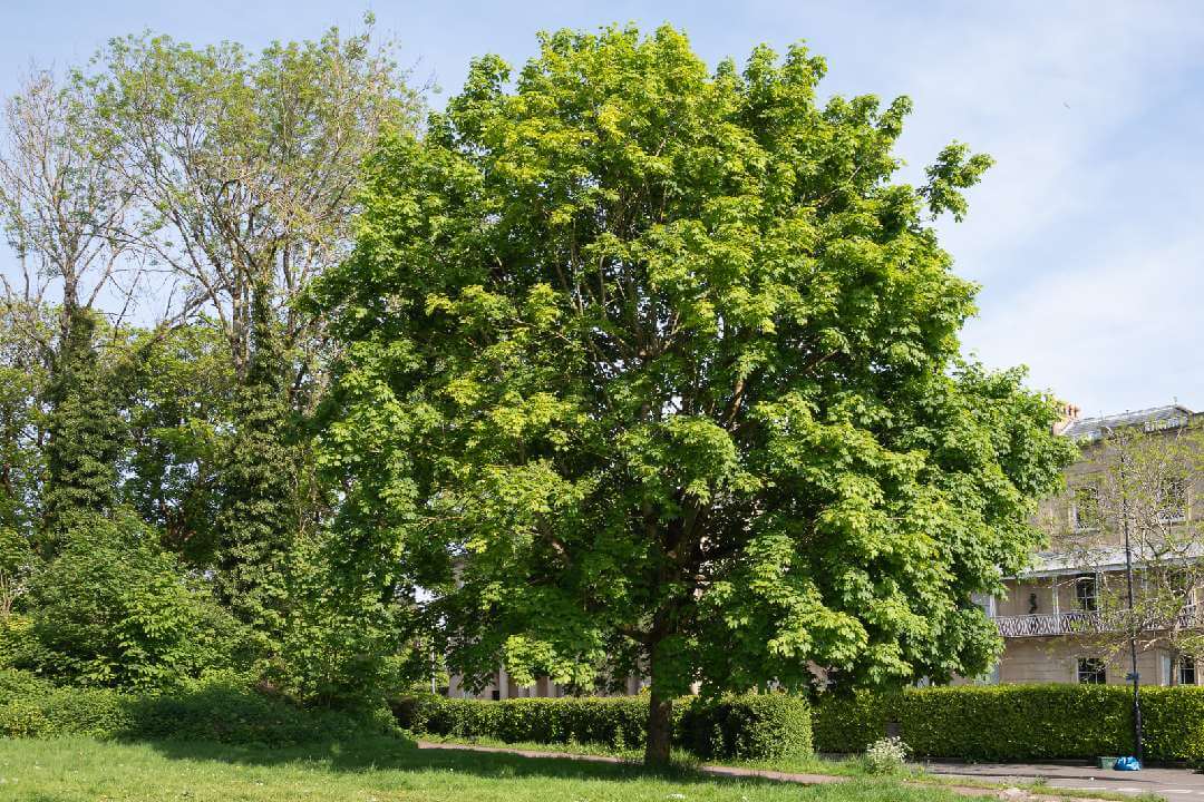 Norway maple Promenade (copyright Cath Potter) 