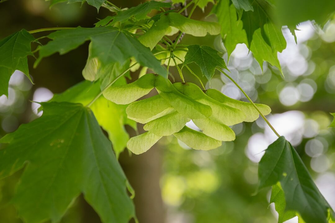 Norway maple close up 1 (copyright Cath Potter) 