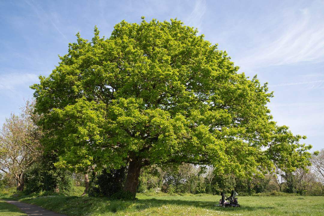 Pedunculate oak Observatory (copyright Cath Potter)