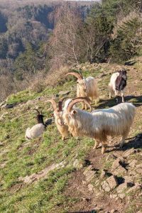 Goats sunbathing