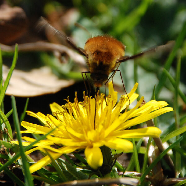 Bee fly on yellow composite