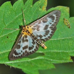 Image of a small magpie moth