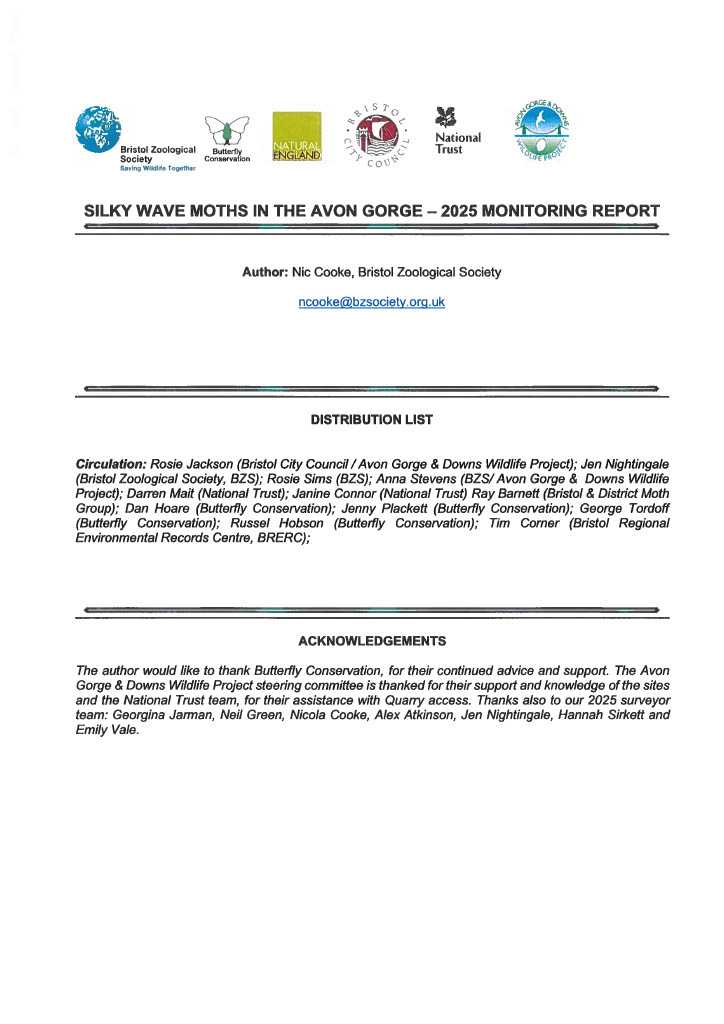 2025 Avon Gorge silky wave moth report