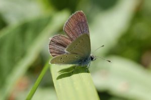 small blue (Hugh Welford)